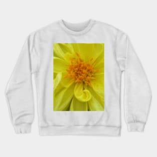 closeup macro photography of bright glowing yellow dahlia bloom with yellow gold coloured complex structured center Crewneck Sweatshirt